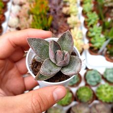 CRASSULA GARNET LOTUS, image 