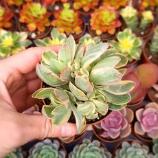 CRASSULA CULTRATA VARIEGATA, image 