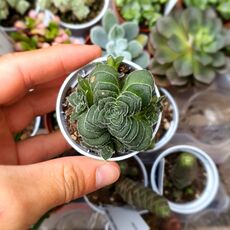 CRASSULA HEMISPHAERICA, image _ab__is.image_number.default