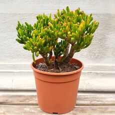 CRASSULA OVATA GOLLUM, image 