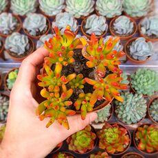 CRASSULA OVATA GOLLUM, image _ab__is.image_number.default