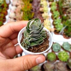 CRASSULA PANGOLIN, image 