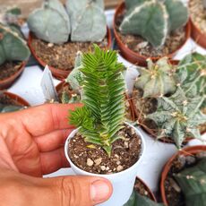 CRASSULA PYRAMIDALIS X CONGESTA, image 