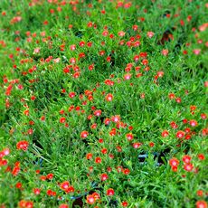 DELOSPERMA COOPERI ICE CREAM FIRE, image , 3 image