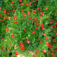 DELOSPERMA COOPERI ICE CREAM FIRE, image , 2 image