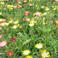 DELOSPERMA ICE CREAM MIXMASTERS SWIRL, image , 2 image