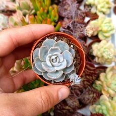 ECHEVERIA SUBSESSILIS, image _ab__is.image_number.default