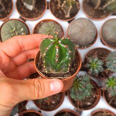 EUPHORBIA HANDIENSIS, image _ab__is.image_number.default