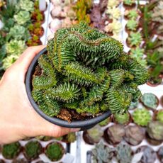 EUPHORBIA POLYGONA F. CRISTATA, image 