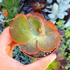 ECHEVERIA BRIAR ROSE, image 