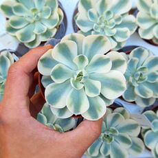 ECHEVERIA COMPTON CAROUSEL, image _ab__is.image_number.default