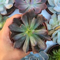 ECHEVERIA DIAMOND STATE, image 