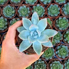 ECHEVERIA MEXICAN GIANT, image 