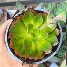 ECHEVERIA SALSA VERDE, image 