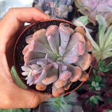 GRAPTOVERIA TOPSY DEBBIE, image _ab__is.image_number.default