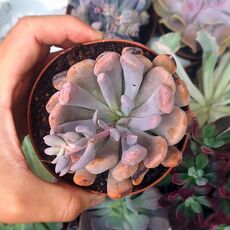 GRAPTOVERIA TOPSY DEBBIE, image 