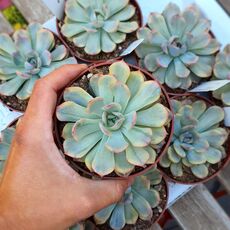 ECHEVERIA HERCULES VARIEGATA, image 