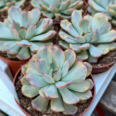 ECHEVERIA HERCULES VARIEGATA, image _ab__is.image_number.default