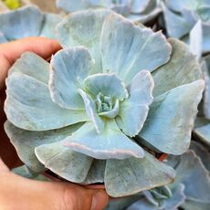 ECHEVERIA POLLUX MARMER, image 