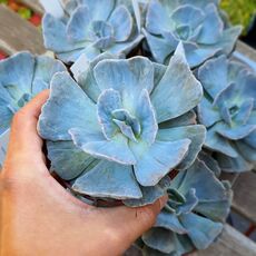 ECHEVERIA POLLUX MARMER, image , 2 image