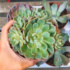 ECHEVERIA SITIFUKUMIAMA, image 