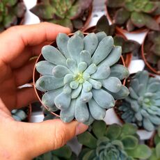 ECHEVERIA BLUE ELF, image 