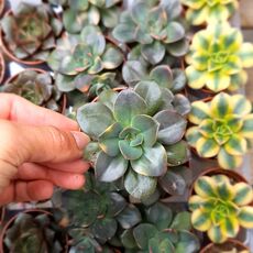 ECHEVERIA CHROMA HYBRID, image _ab__is.image_number.default