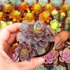 ECHEVERIA CHROMA HYBRID, image 