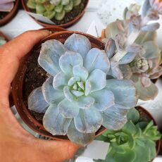 ECHEVERIA EXOTIC, image _ab__is.image_number.default