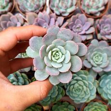 ECHEVERIA HERA, image , 2 image