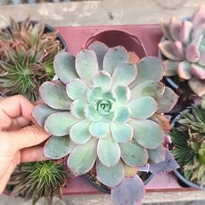 ECHEVERIA HERA, image , 2 image