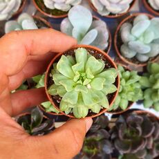 ECHEVERIA IRISH MINT, image 