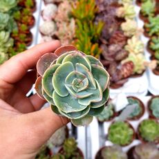 ECHEVERIA LEMON ROSE, image 