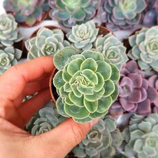 ECHEVERIA LEMON ROSE CRISTATA, image 