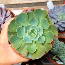 ECHEVERIA LOVE'S LIGHT, image 