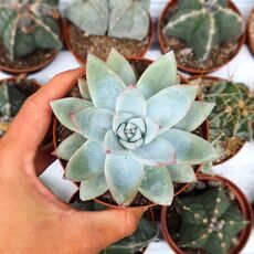 ECHEVERIA MEXICAN GIANT, image , 2 image