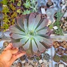 ECHEVERIA NEON BREAKERS, image 