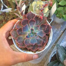 ECHEVERIA NEON BREAKERS, image 