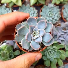 ECHEVERIA ORION, image 