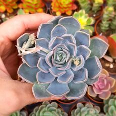 ECHEVERIA ORION, image _ab__is.image_number.default