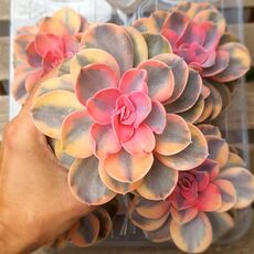 ECHEVERIA PERLE VON NURNBERG RAINBOW, image 