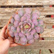 ECHEVERIA RAINDROPS, image 