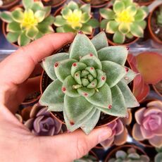 ECHEVERIA AGAVOIDES, image 