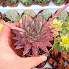 ECHEVERIA AGAVOIDES CELESTIA, image 