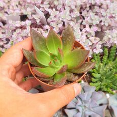 ECHEVERIA AGAVOIDES CHRISTMAS, image 