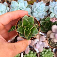 ECHEVERIA AGAVOIDES RUBELLA, image , 2 image