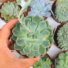 ECHEVERIA ALLEGRA, image 