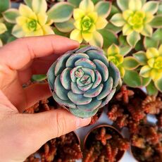 ECHEVERIA HERA, image 