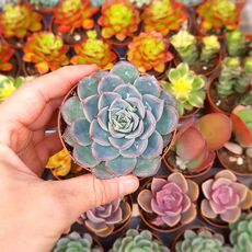 ECHEVERIA HERCULES, image 