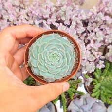 ECHEVERIA HYALINA, image 